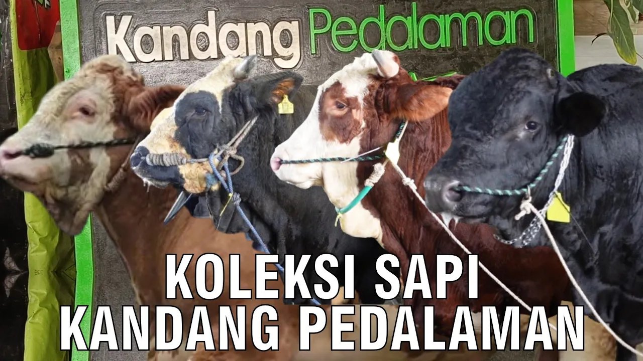 
                                 Koleksi-Sapi-Kandang-Pedalaman